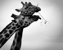 Giraffen